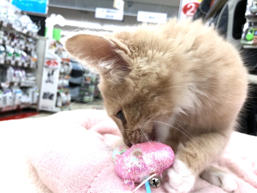 猫じゃらしで遊ぶのが上手 | メインクーン （130042） - ペットショップ マルワン高井戸 東京都 高井戸