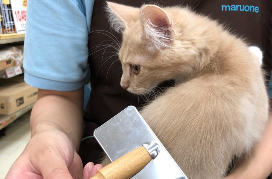 長毛猫なのにシングルコート | メインクーン （130042） - ペットショップ マルワン高井戸 東京都 高井戸