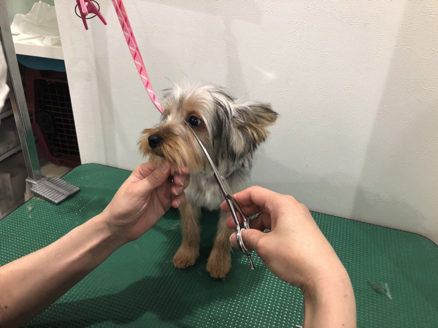 トリミング中 ヨークシャーテリア | オススメ 子犬 子猫 まとめ - ペットショップ マルワン白楽 神奈川県横浜市