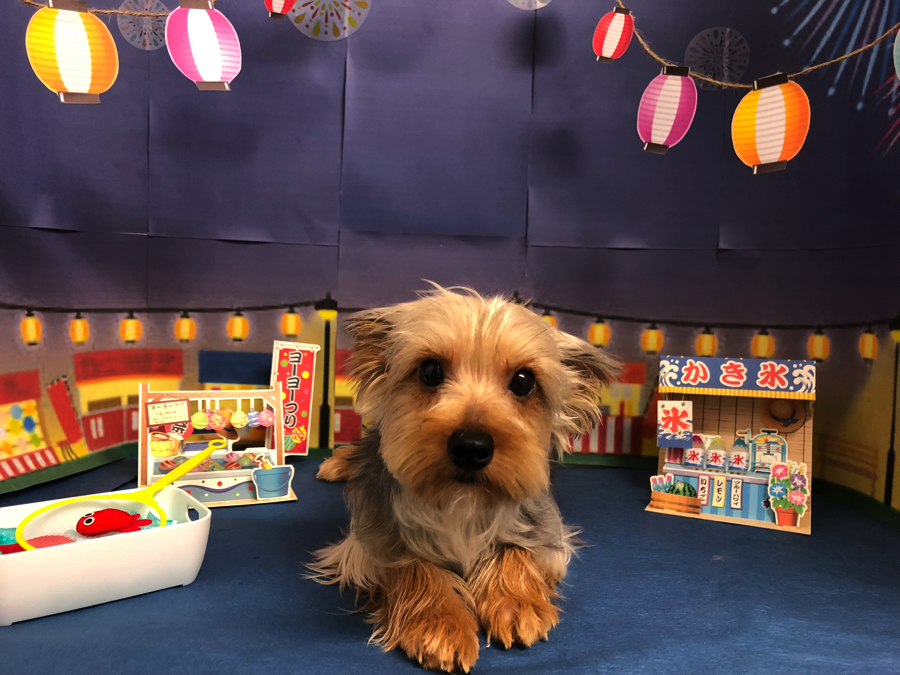 ヨークシャーテリア | オススメ 子犬 子猫 まとめ - ペットショップ マルワン白楽 神奈川県横浜市