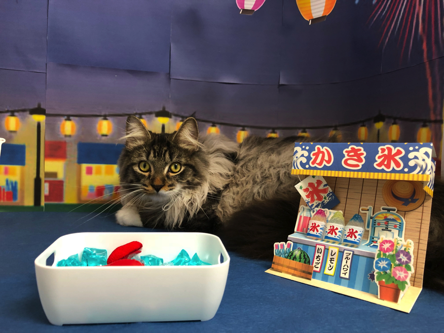 ノルウェージャンフォレストキャット | オススメ 子犬 子猫 まとめ - ペットショップ マルワン白楽 神奈川県横浜市