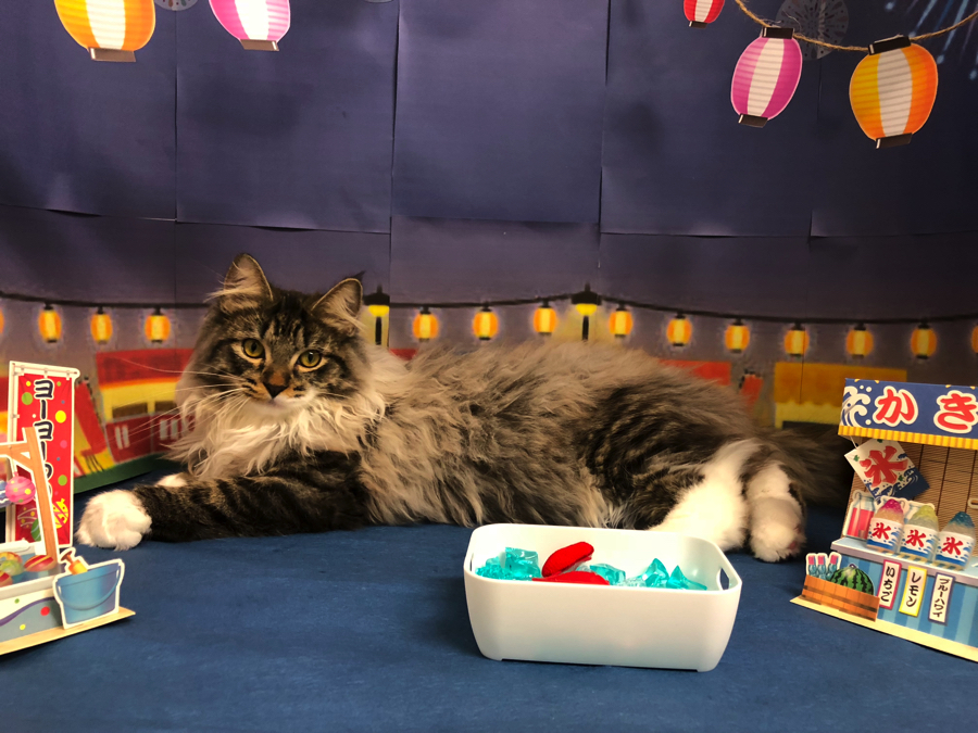 夏祭りの背景 ノルウェージャンフォレストキャット | オススメ 子犬 子猫 まとめ - ペットショップ マルワン白楽 神奈川県横浜市