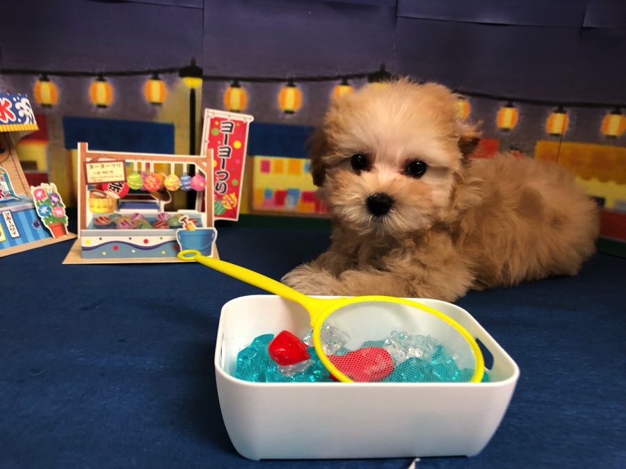 超人気のマルプー MIX犬 | オススメ 子犬 子猫 まとめ - ペットショップ マルワン白楽 神奈川県横浜市