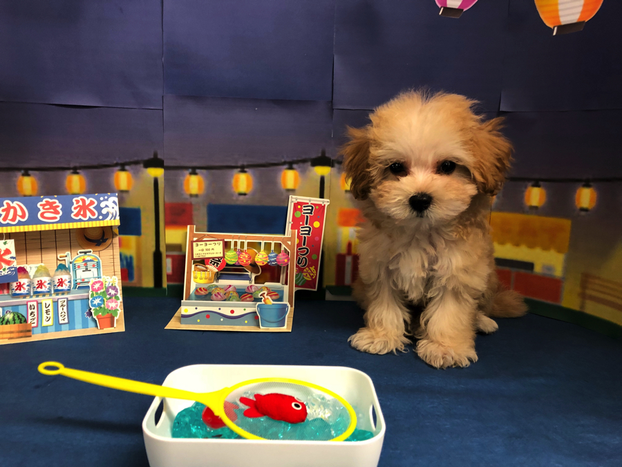 MIX犬 | オススメ 子犬 子猫 まとめ - ペットショップ マルワン白楽 神奈川県横浜市