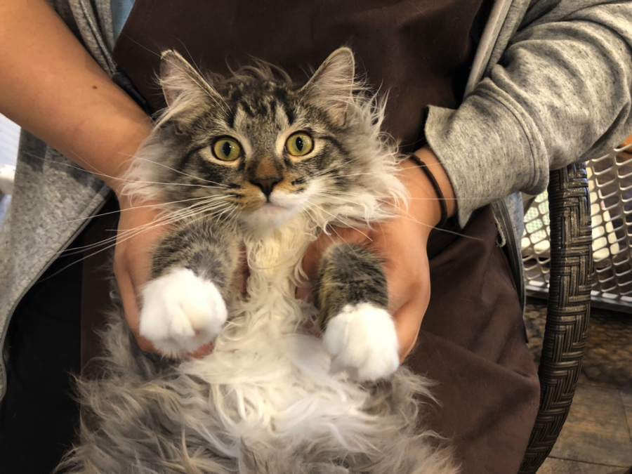 仰向け抱っこ ノルウェージャンフォレストキャット | オススメ 子犬 子猫 まとめ - ペットショップ マルワン白楽 神奈川県横浜市