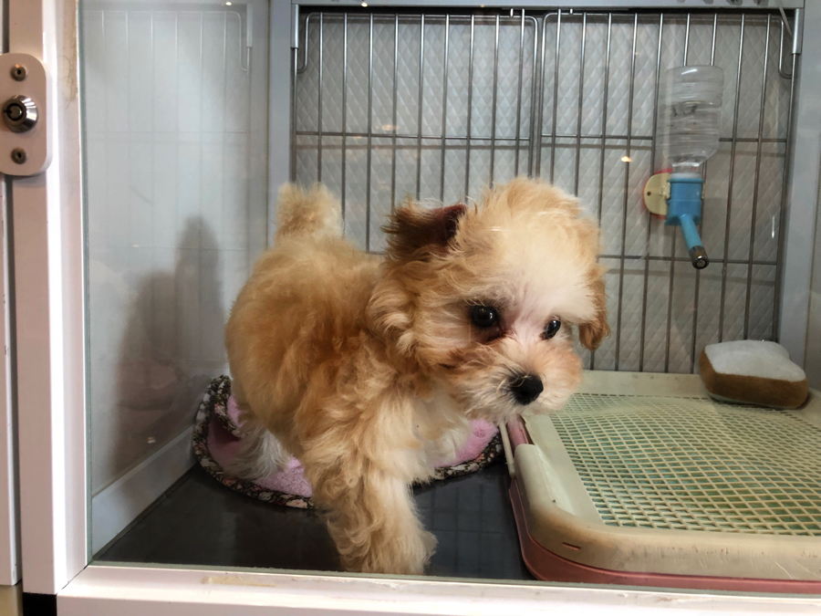 まだまだ動きは子犬！ MIX犬 | オススメ 子犬 子猫 まとめ - ペットショップ マルワン白楽 神奈川県横浜市