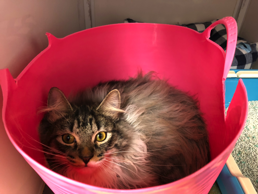 籠にすっぽり ノルウェージャンフォレストキャット | オススメ 子犬 子猫 まとめ - ペットショップ マルワン白楽 神奈川県横浜市