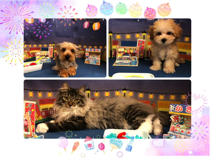 【 オススメ子犬 ＆ 子猫 まとめ】8月第二週目の素敵なわんにゃん紹介！:ペットショップマルワン白楽店（横浜市）│子犬＆子猫情報！