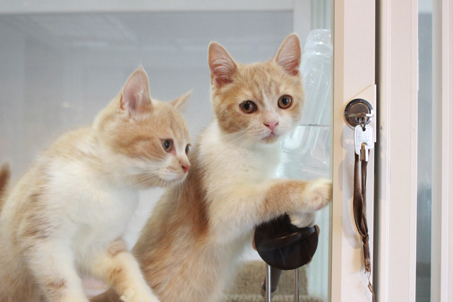 とても温厚な猫種です | ブリティッシュショートヘア 兄弟 - ペットショップ マルワン白楽 神奈川県横浜市