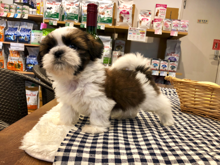 ボディーも綺麗なブラウンの模様が大きくあります♪ | オススメ 子犬 子猫 まとめ - ペットショップ マルワン白楽 神奈川県横浜市