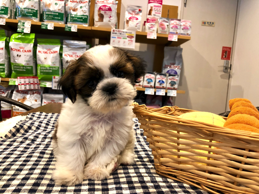 ラサ・アプソとペキニーズを交配して作られた犬種 | シーズー （11583） - ペットショップ マルワン白楽 神奈川県横浜市