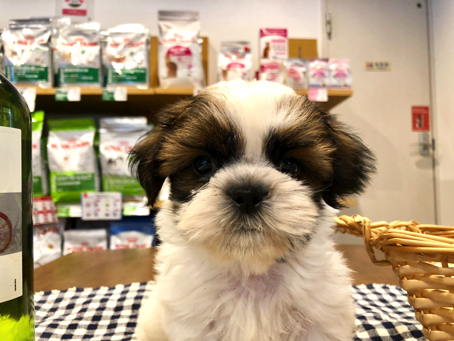 ラストは初めての人や高齢の方でも飼いやすいシーズーくん | オススメ 子犬 子猫 まとめ - ペットショップ マルワン白楽 神奈川県横浜市