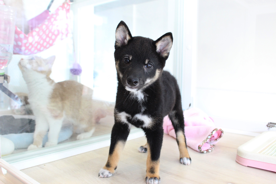 豆柴 柴犬 （11579） - ペットショップ マルワン白楽 神奈川県横浜市