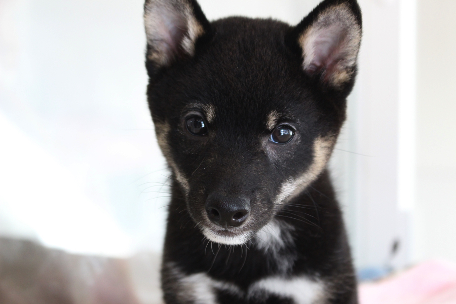 大人ぽいお顔つきになってきました！ | 豆柴 柴犬 （11579） - ペットショップ マルワン白楽 神奈川県横浜市