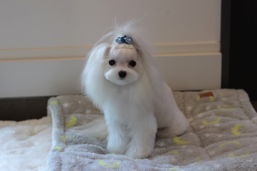 モデル犬がしてそうなカット♡ | マルチーズ （11584） - ペットショップ マルワン白楽 神奈川県横浜市