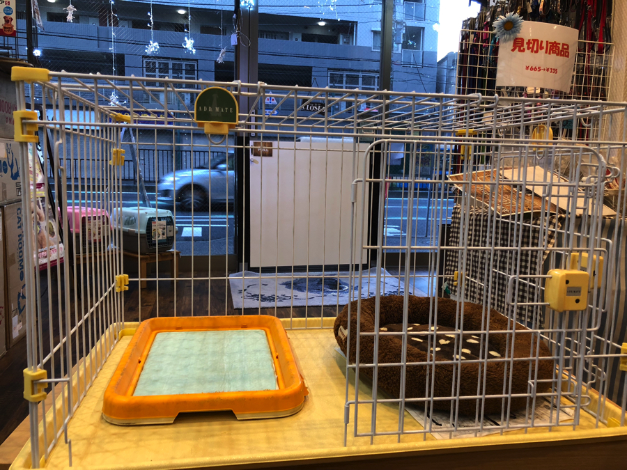 ケージのサイズは90cm×60cm | 豆柴 柴犬 （11579） - ペットショップ マルワン白楽 神奈川県横浜市