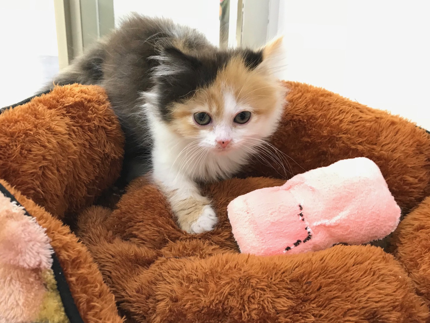 多頭飼いも初めて飼われる方にもぴったり！ | マンチカン （512554） - ペットショップ マルワン本羽田 東京都大田区