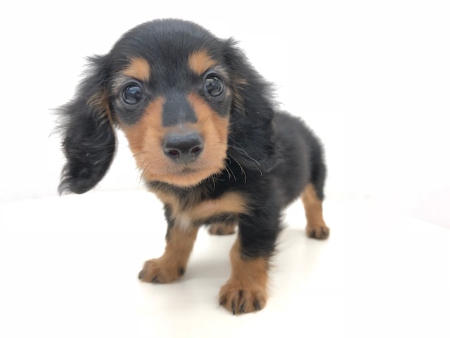 成犬時予想体重は3kg | ミニチュア・ダックスフント 小さめ （512551） - ペットショップ マルワン本羽田 東京都大田区