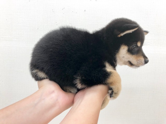 成犬時は4㎏台 | 豆柴 （512553） - ペットショップ マルワン本羽田 東京都大田区