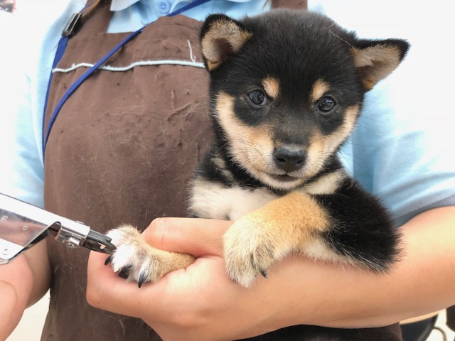 大人しく爪切りをさせてくれる | 豆柴 （512553） - ペットショップ マルワン本羽田 東京都大田区