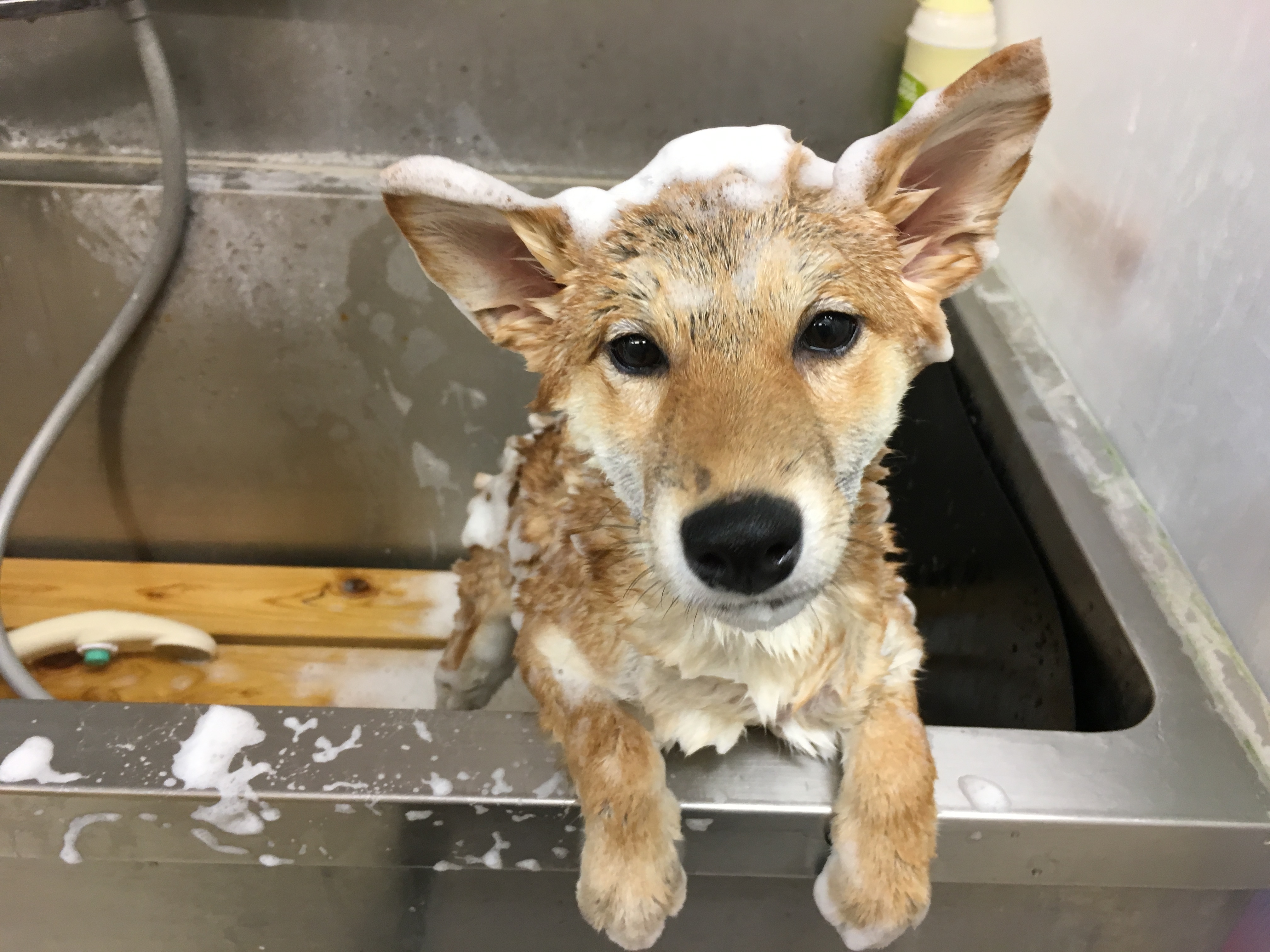 シャンプーの頻度は? | 柴犬との生活 - ペットショップ マルワン