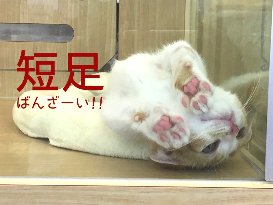 №1短足 足の長さ5センチのマンチカンちゃん | マンチカン特集 - ペットショップ マルワン大倉山 神奈川県横浜市港北区
