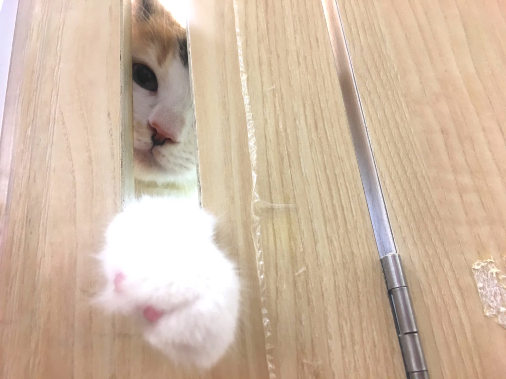 究極の甘ったれちゃん | ノルウェージャンフォレストキャット （6130723） - ペットショップ マルワン大倉山 神奈川県横浜市港北区