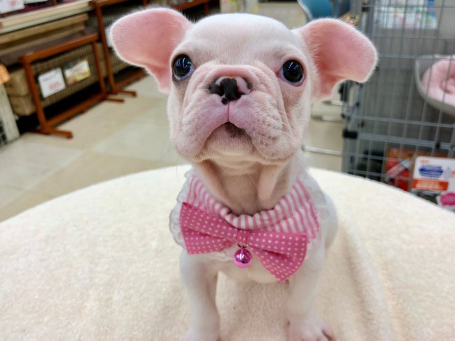 初めてワンちゃんを飼う方にもピッタリの愛嬌プリンス | フレンチブルドッグ （130057） - ペットショップ マルワン高井戸 東京都 高井戸