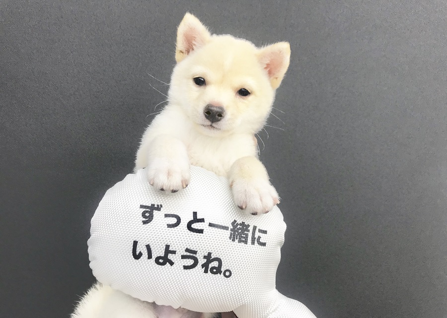 白豆君からメッセージ | 豆柴 （914379） - ペットショップ マルワン志村坂下 東京都板橋区
