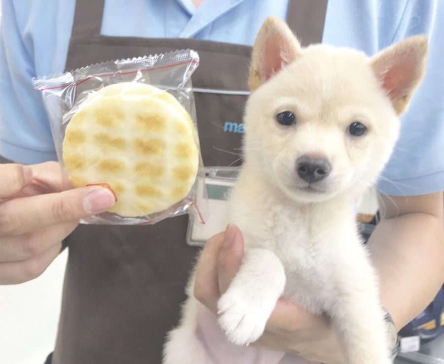 おせんべいとほぼ同じ大きさ！ | 豆柴 （914379） - ペットショップ マルワン志村坂下 東京都板橋区