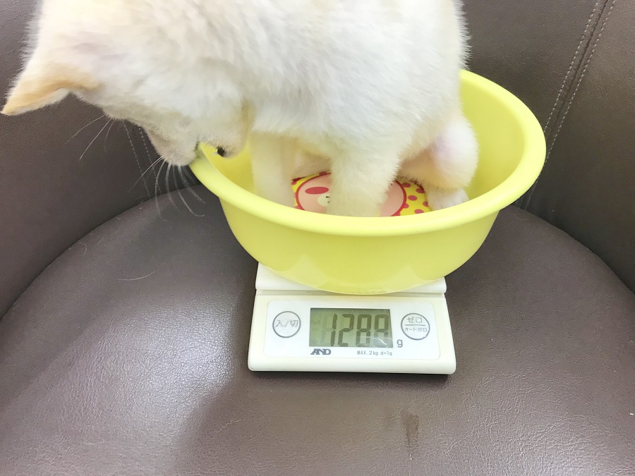生後７０日で約1.2kｇ！ | 豆柴 （914379） - ペットショップ マルワン志村坂下 東京都板橋区