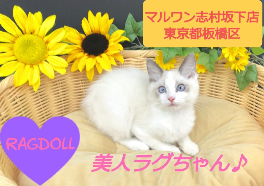 【 ラグドール 】抱っこしたい猫NO.１！ネコ界のマリリンモンローがやって来た！！：マルワン志村坂下店（東京都板橋区） 子猫情報！ No.914372