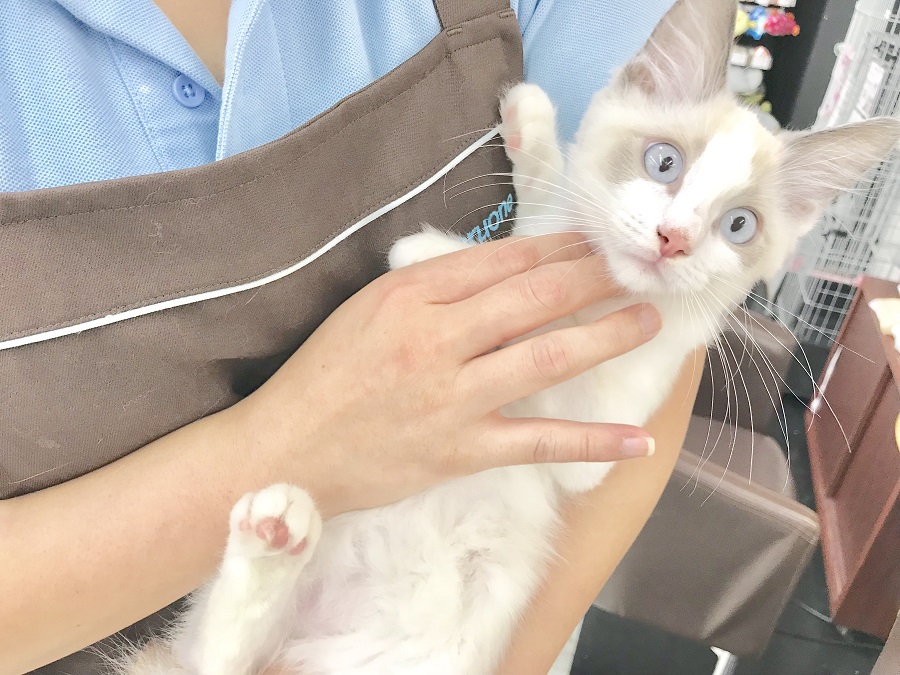 大人し～く抱っこさせてくれます | ラグドール （914372） - ペットショップ マルワン志村坂下 東京都板橋区