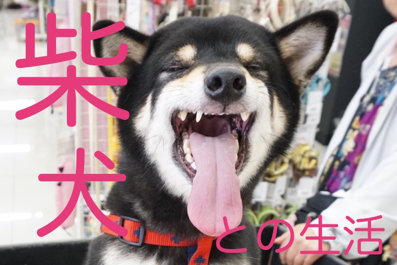 【 解説！柴犬との生活特集 】柴犬のお散歩時間は？シャンプー頻度は？生活環境はどうすればいい？に柴犬マニアが答えます！