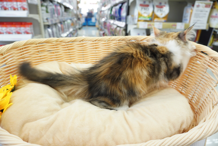 幸福を呼ぶ三毛猫 | ノルウェージャンフォレストキャット （6130723） - ペットショップ マルワン大倉山 神奈川県横浜市港北区