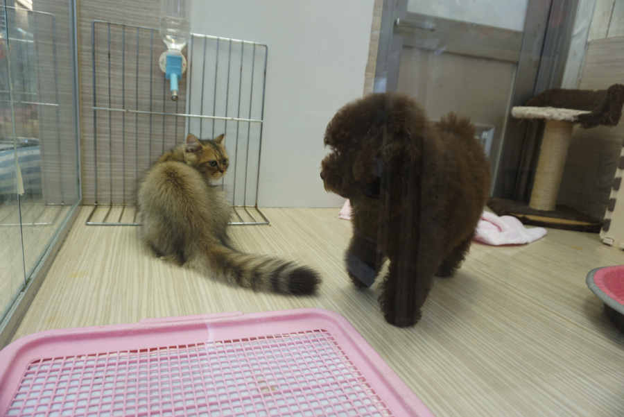 「ねぇねぇ!一緒に遊ぼうよ♥」 | ペルシャ × トイプードル - ペットショップ マルワン大倉山 神奈川県横浜市港北区