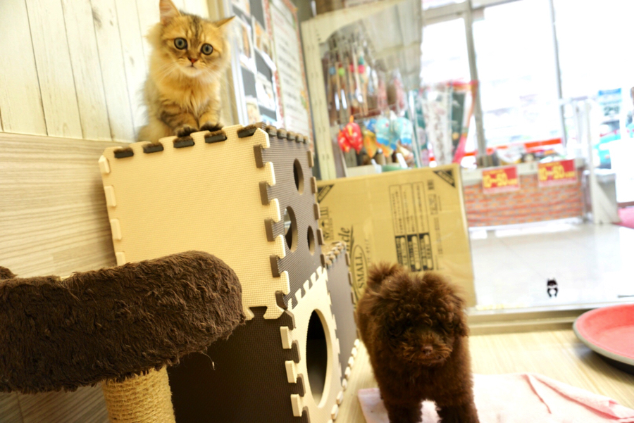 猫ちゃんの逃げる場所を確保 | ペルシャ × トイプードル - ペットショップ マルワン大倉山 神奈川県横浜市港北区
