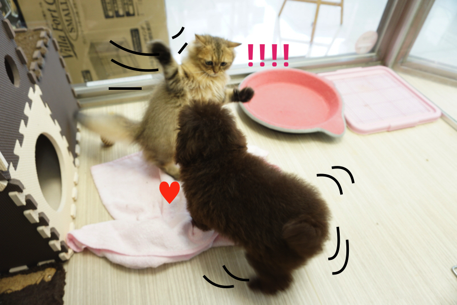 「しつこいにゃっ!!!」と猫パンチ! | ペルシャ × トイプードル - ペットショップ マルワン大倉山 神奈川県横浜市港北区