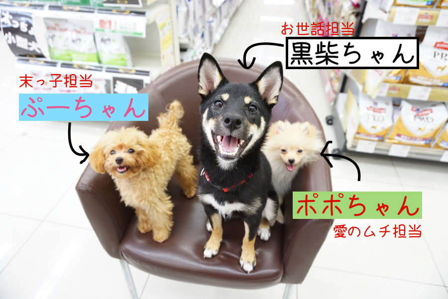 【わんこのトレーニング 】 運動 → しつけ → 愛情の順番が大切!! マルワン大倉山店でのトレーニング風景をちょっぴり公開! （ 柴犬 ･ トイプードル ・ ポメラニアン ）