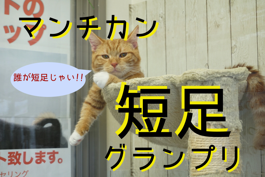 【マンチカン特集♥】楽しい短足生活はいかが？マンチカン大集合につき短足グランプリやっちゃいました！： ペットショップマルワン大倉山店特集ブログ！