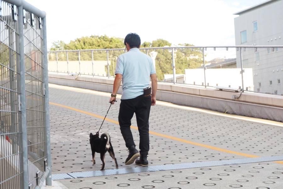 ヒール脚側歩行とSTOP＆GO! | わんこの検定 - ペットショップ マルワン大倉山 神奈川県横浜市港北区