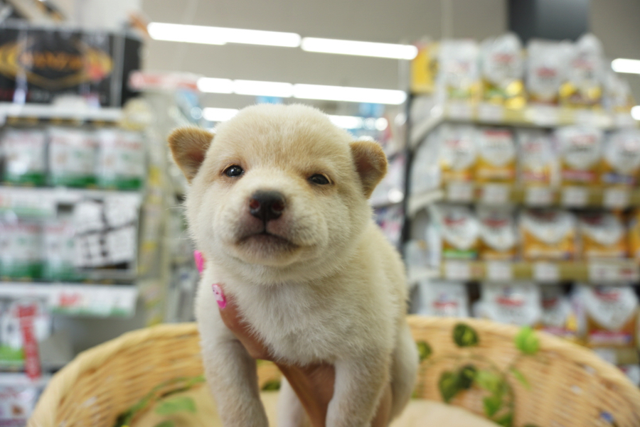 笑う柴 | 豆柴 柴犬 （6130727） - ペットショップ マルワン大倉山 神奈川県横浜市港北区