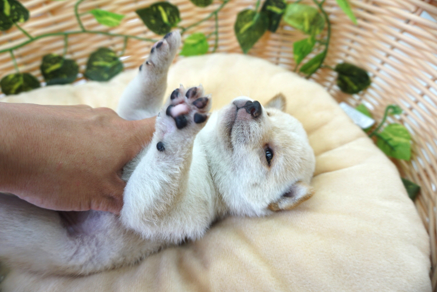 ヘソ天ポーズ | 豆柴 柴犬 （6130727） - ペットショップ マルワン大倉山 神奈川県横浜市港北区