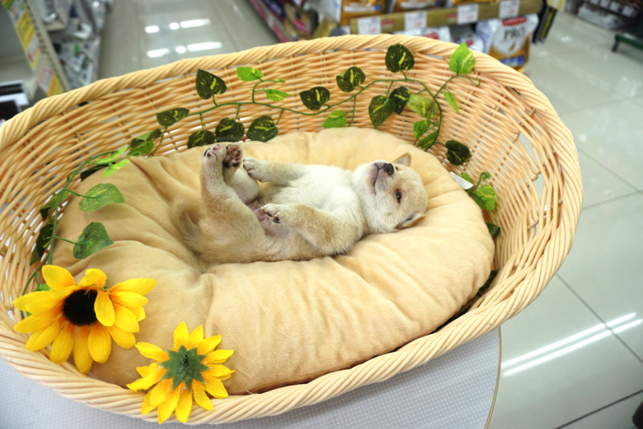 きょとーんとした状態 | 豆柴 柴犬 （6130727） - ペットショップ マルワン大倉山 神奈川県横浜市港北区
