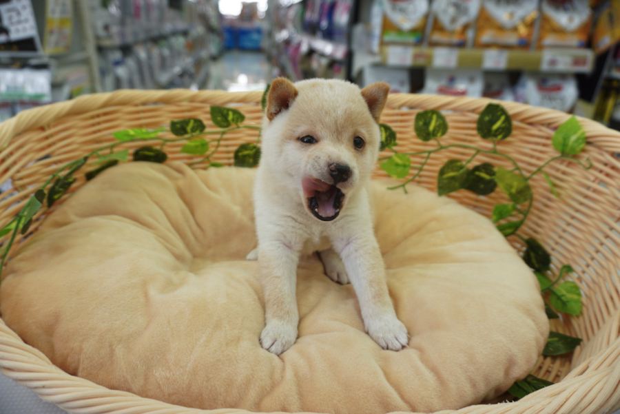 あくびの瞬間! | 豆柴 柴犬 （6130727） - ペットショップ マルワン大倉山 神奈川県横浜市港北区