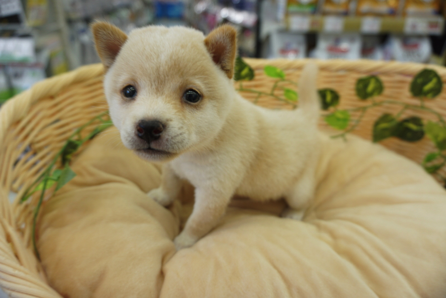 じーっとカメラを覗き込む。 | 豆柴 柴犬 （6130727） - ペットショップ マルワン大倉山 神奈川県横浜市港北区