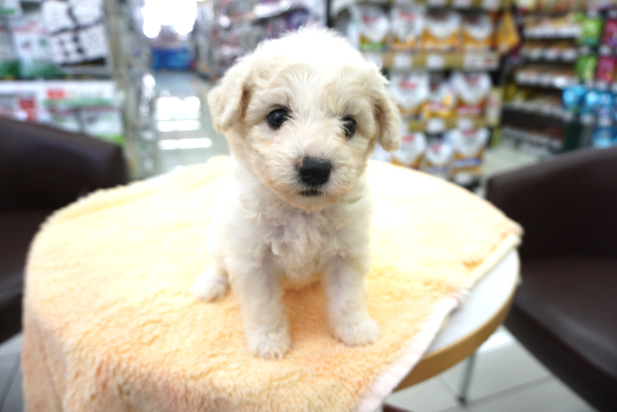 成犬時予想体重は4〜６kg位 | ビション・フリーゼ （6130728） - ペットショップ マルワン大倉山 神奈川県横浜市港北区
