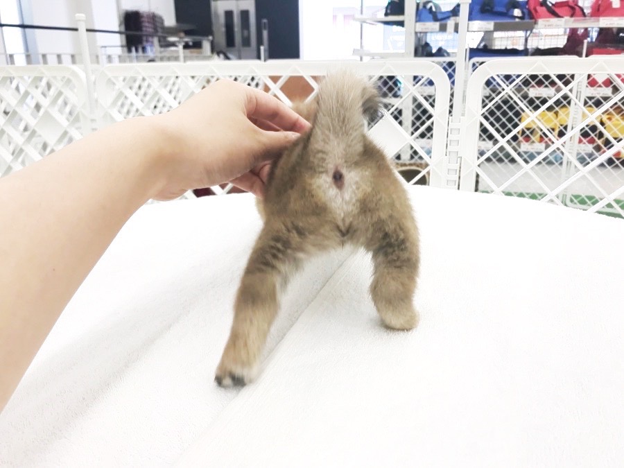 お尻がむっちむち！ | 豆柴 柴犬 （014228） - ペットショップ マルワン東日暮里 東京都荒川区