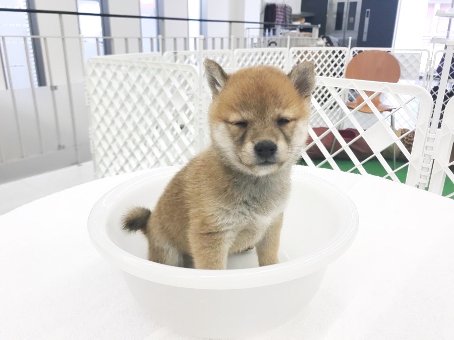 洗面器が気に入った様子 | 豆柴 柴犬 （014228） - ペットショップ マルワン東日暮里 東京都荒川区