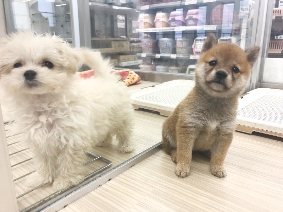 隣のお部屋のマルプーちゃんと仲良しショット | 豆柴 柴犬 （014228） - ペットショップ マルワン東日暮里 東京都荒川区